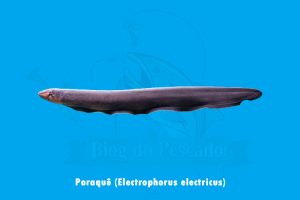 7 Espécies de peixe elétrico de água doce | Blog do Pescador