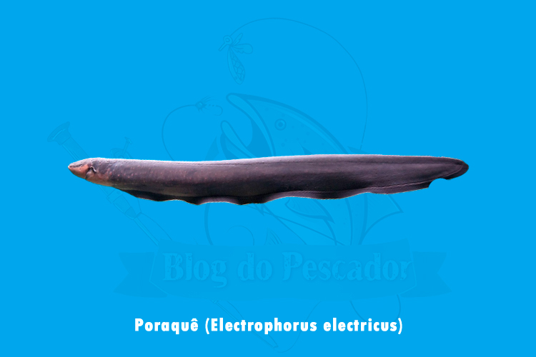 poraque (electrophorus electricus)