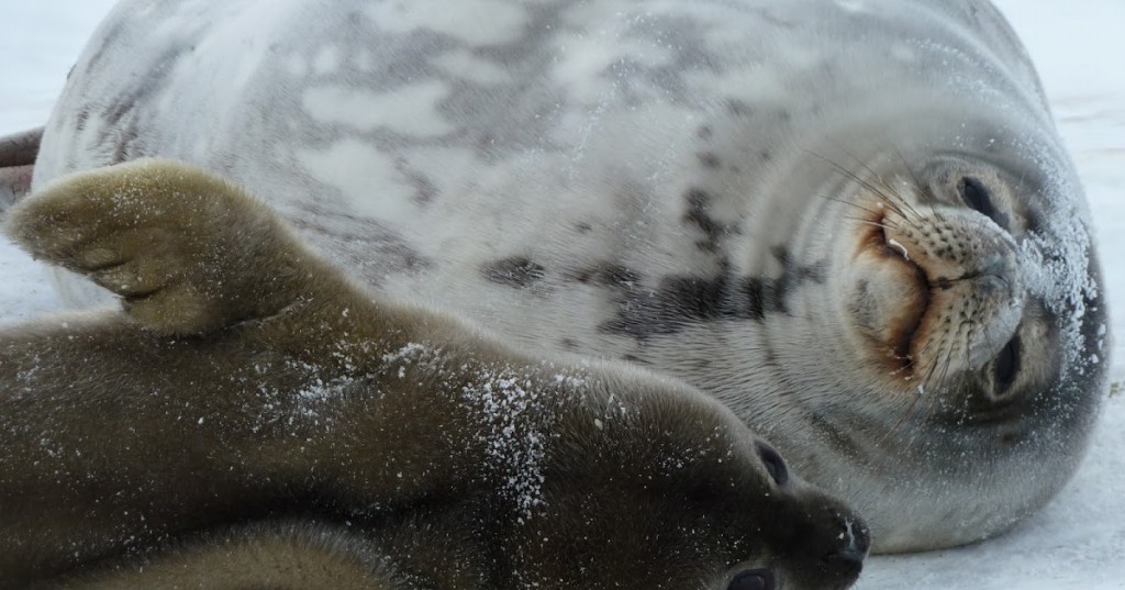 reproducao da foca de weddell