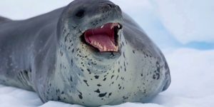reproducao da foca leopardo