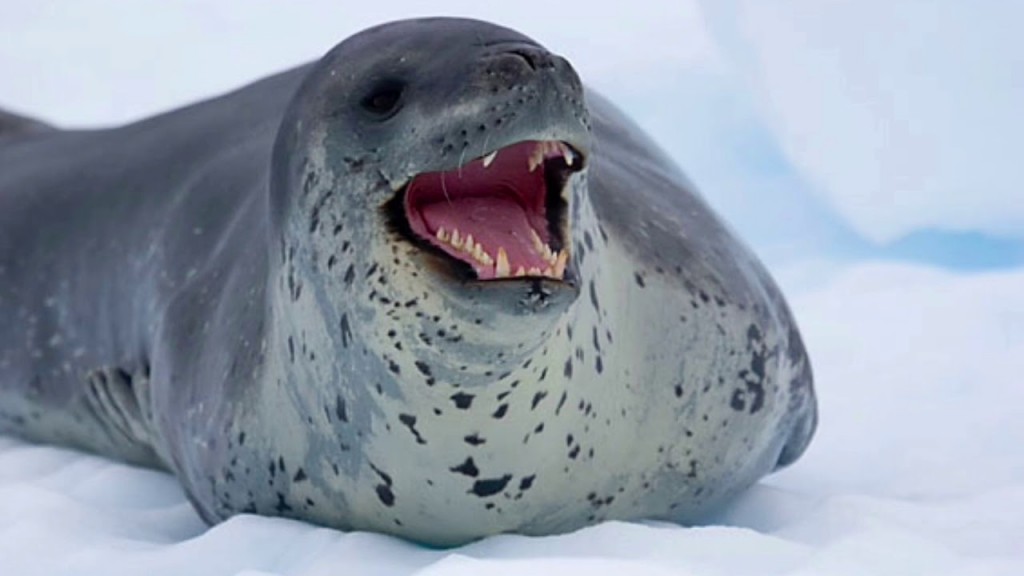 reproducao da foca leopardo