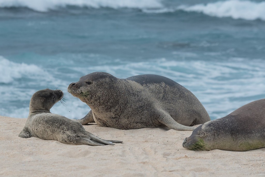 reproducao da foca-monge-do-mediterraneo