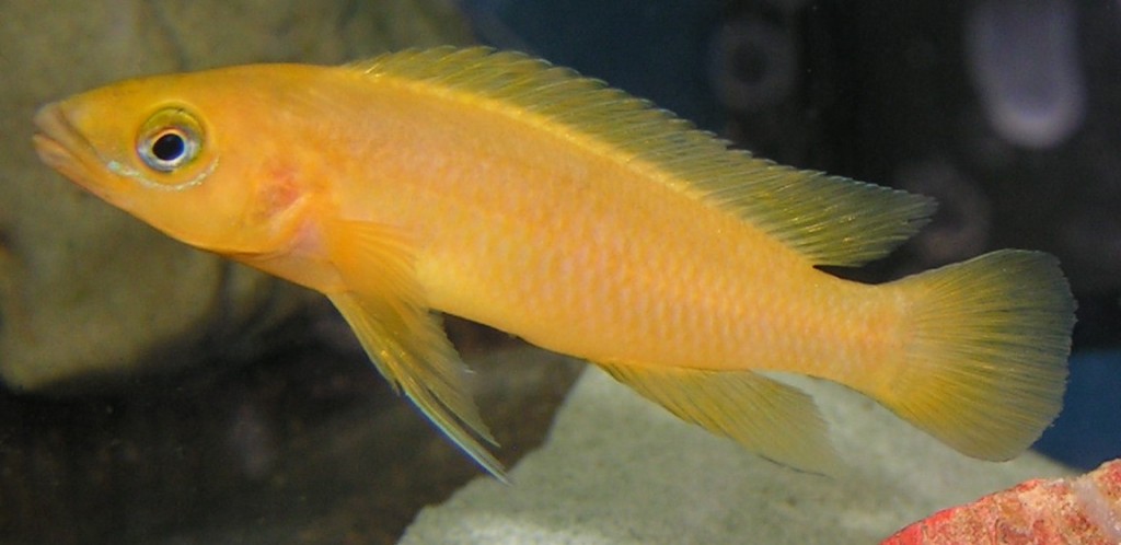 reproducao do peixe do ciclídeo dourado
