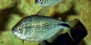 reproducao do peixe lambari listrado