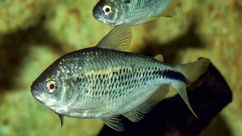 reproducao do peixe lambari listrado