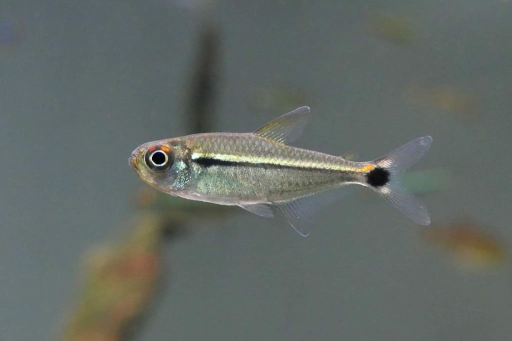 reproducao do peixe lambari pipira