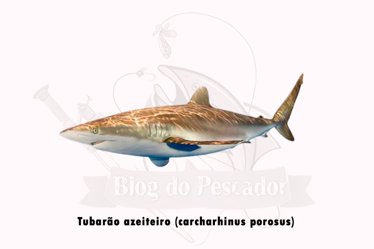 rubarao azeiteiro (carcharhinus porosus)