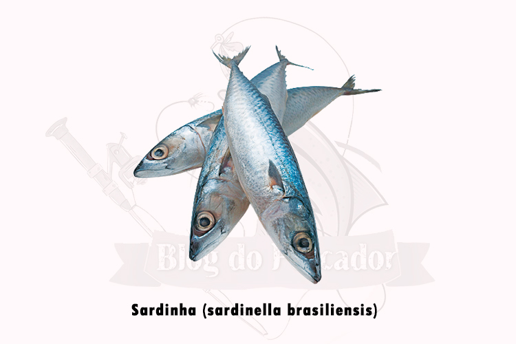 sardinha (sardinella brasiliensis)