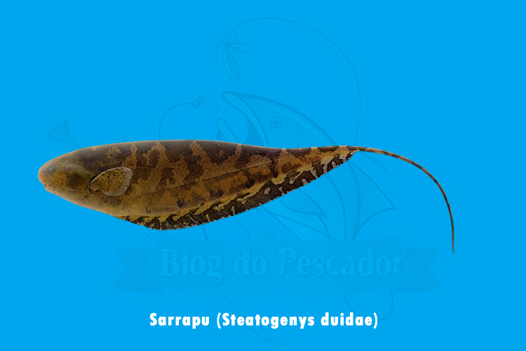 sarrapu (steatogenys duidae)