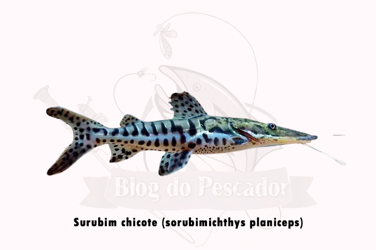 surubim chicote (sorubimichthys planiceps)