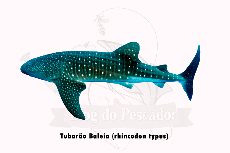 tubarao Baleia (rhincodon typus)