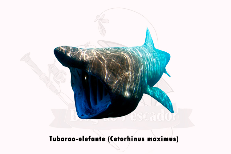 tubarao-elefante (Cetorhinus maximus)