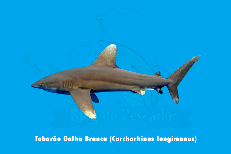tubarao galha branca (carcharhinus longimanus)
