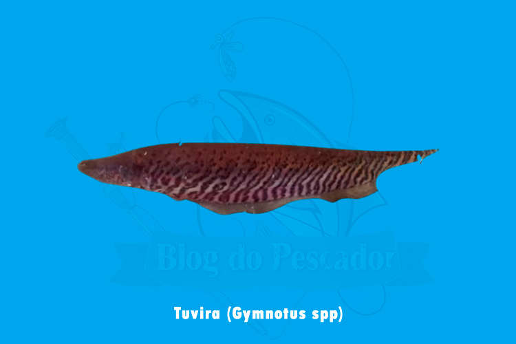 tuvira (gymnotus spp)