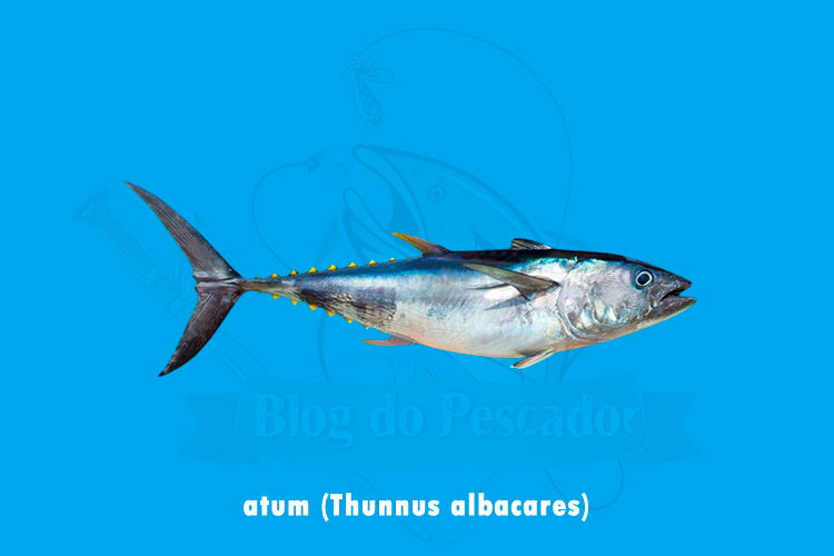 atum ( thunnus albacares )