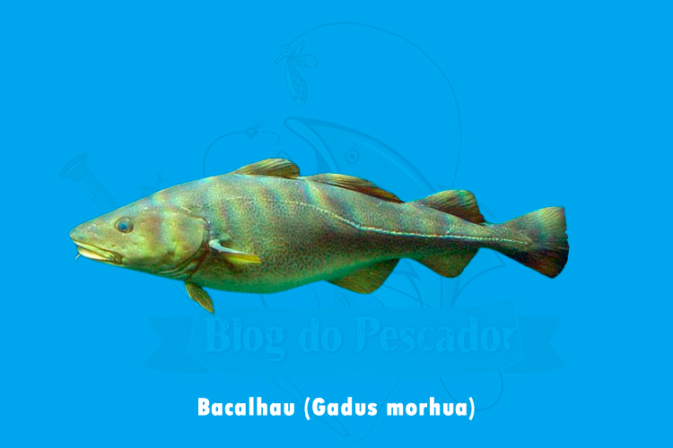 bacalhau (gadus morhua)