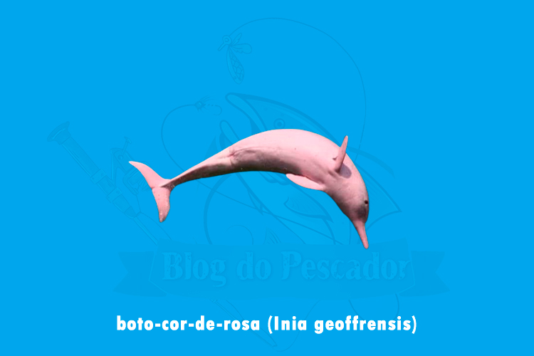 boto-cor-de-rosa (Inia geoffrensis)