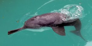 características do golfinho-de-rio-do-sul-da-asia