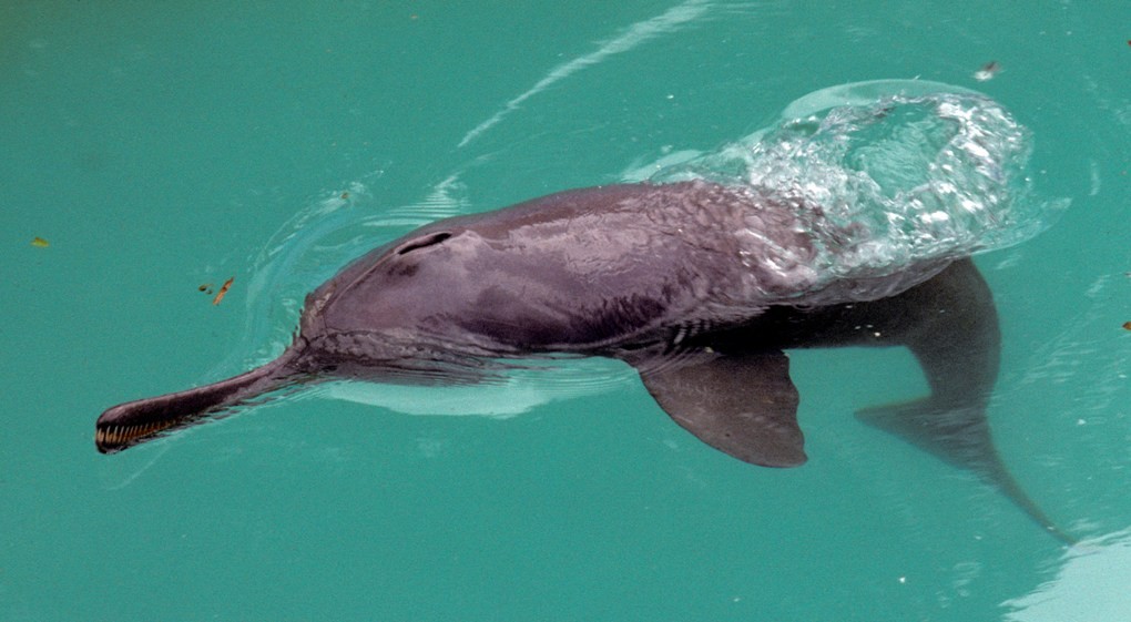 características do golfinho-de-rio-do-sul-da-asia