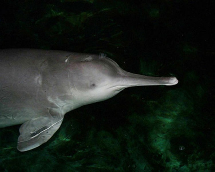 características do golfinho-lacustre-chines