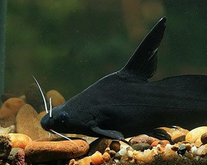 caracteristicas do peixe bagre de bigode branco