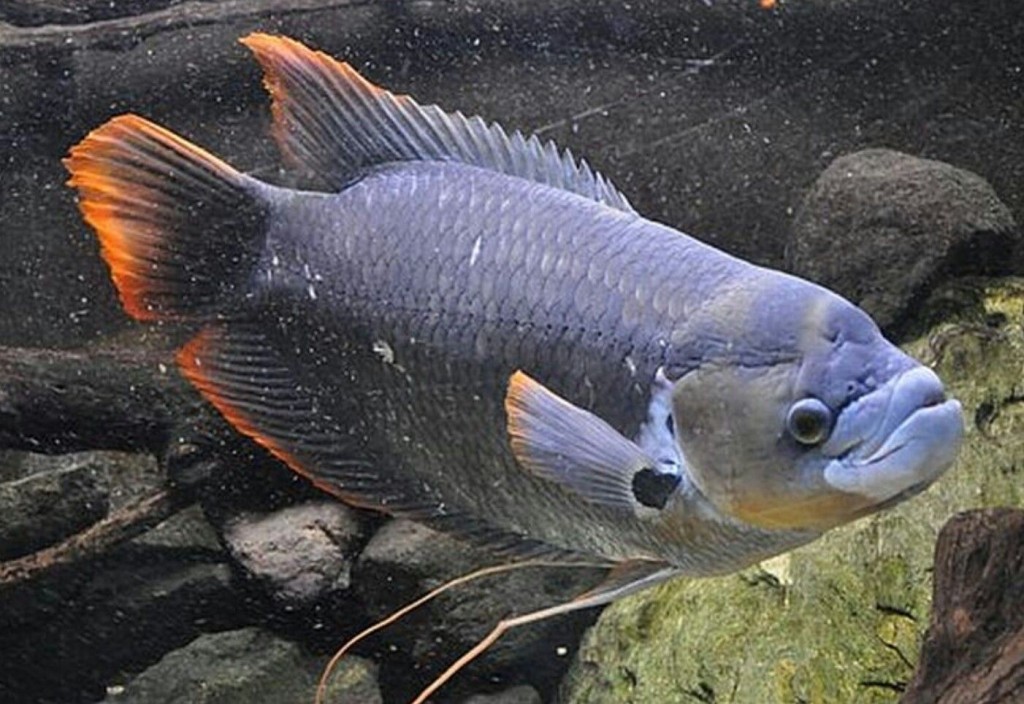características do peixe gourami gigante de nadadeira vermelha
