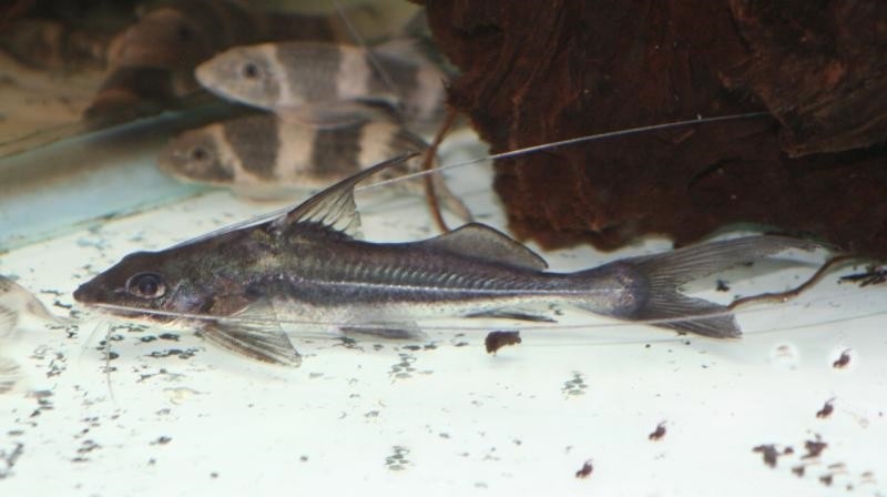 características do peixe mandi bicudo