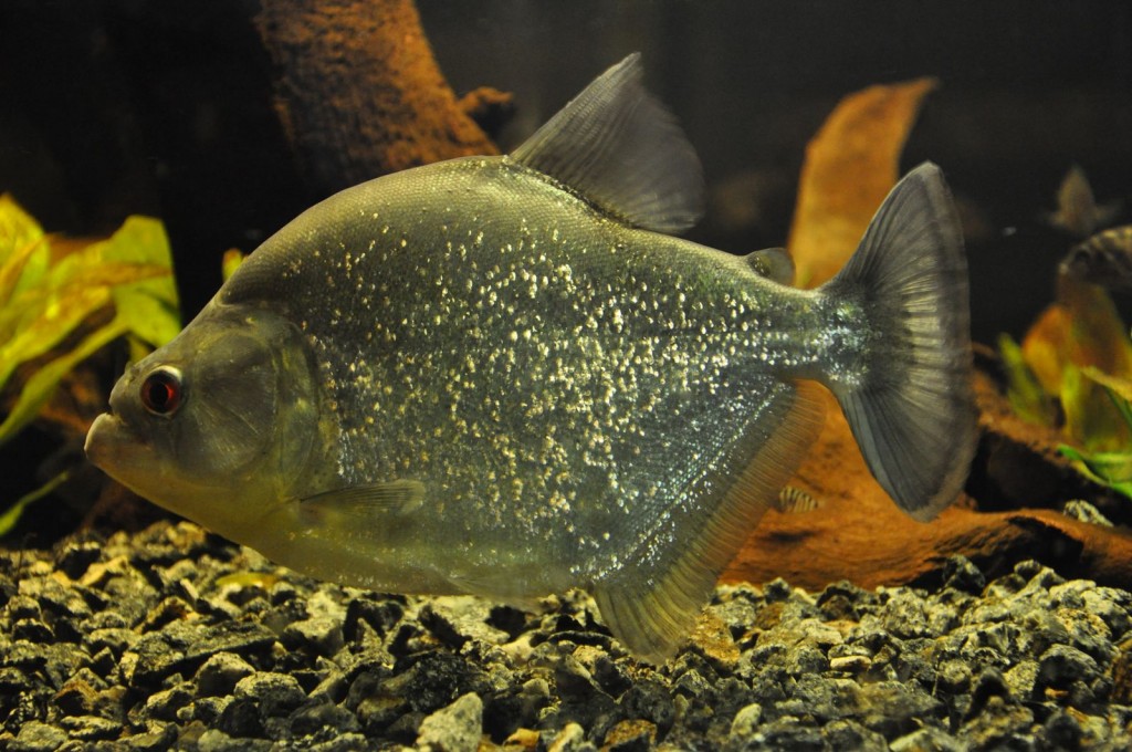 características do peixe pirambeba