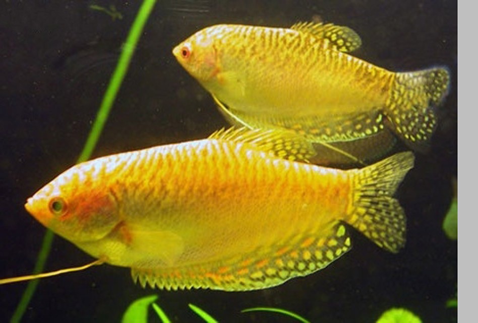 características do peixe tricogaster amarelo