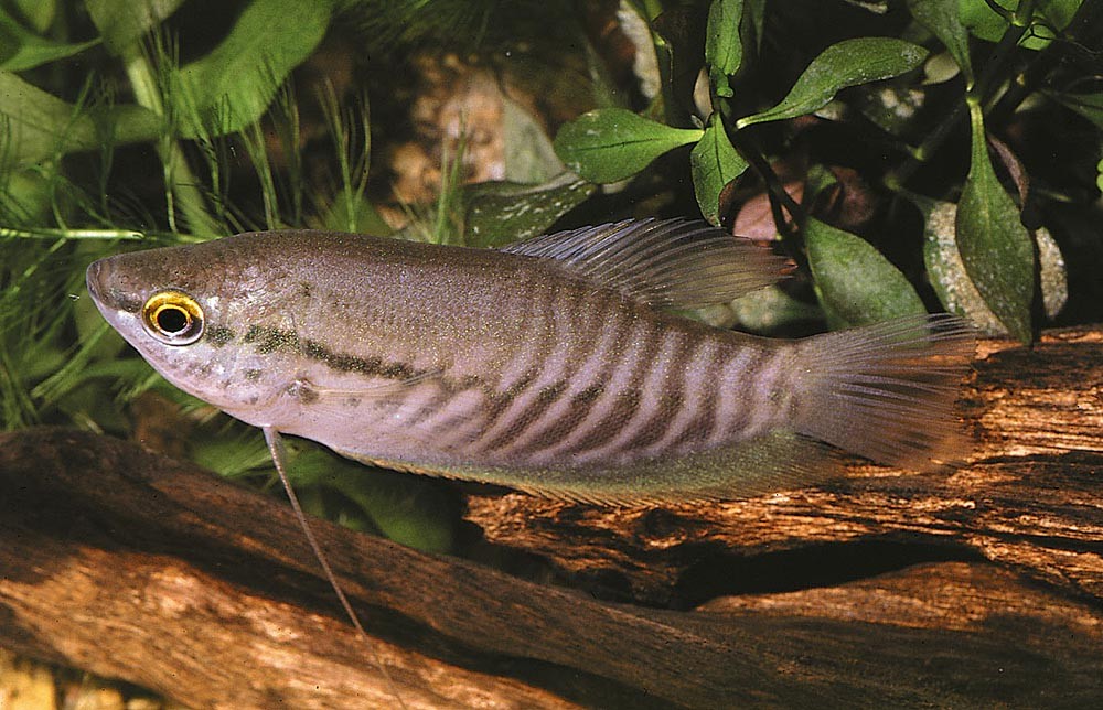 características do peixe tricogaster cobra