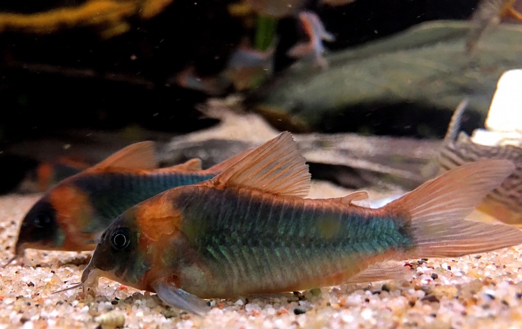 coridora eques