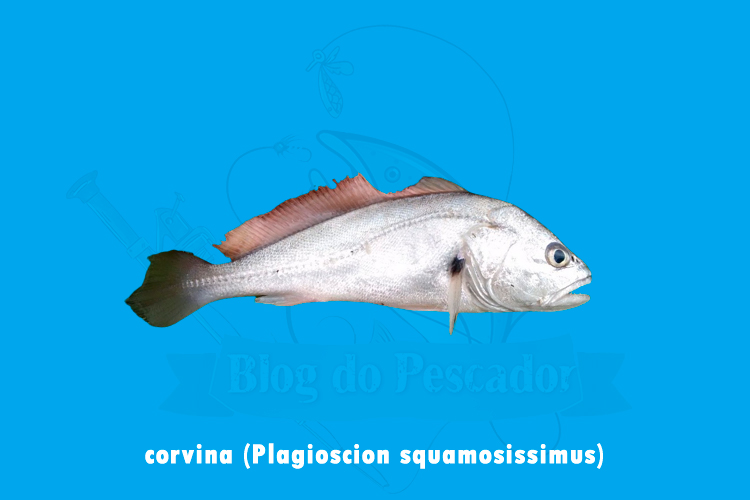 corvina ( plagioscion squamosissimus)