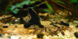 criacao do peixe cascudo mariposa
