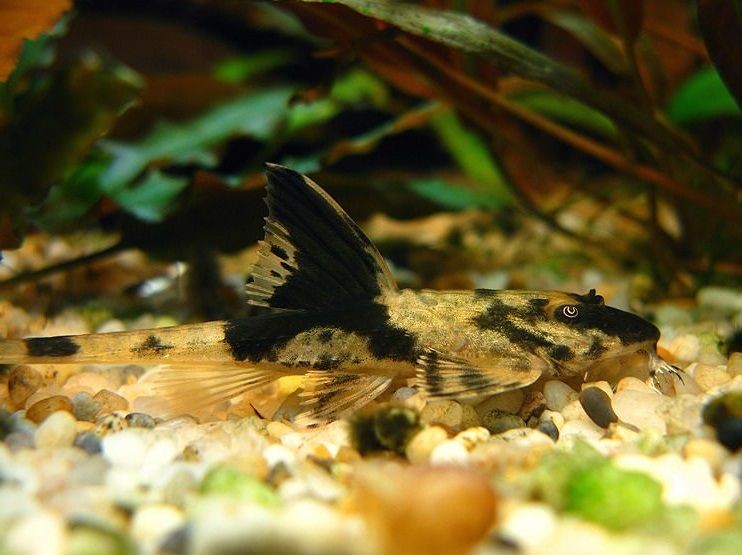 criacao do peixe cascudo mariposa