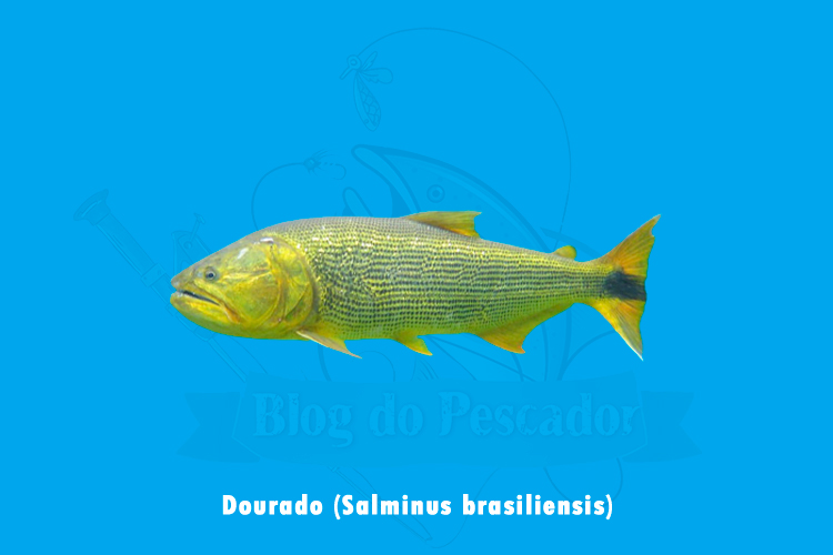dourado (salminus brasiliensis)