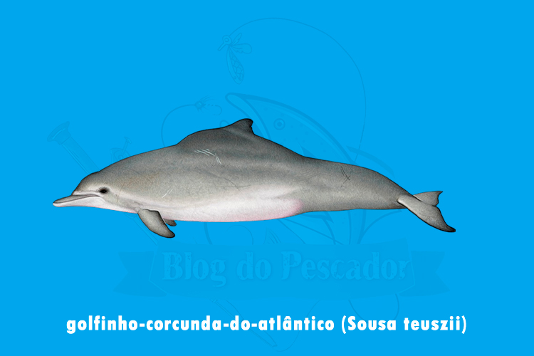 golfinho-corcunda-do-atlantico (sousa teuszii)