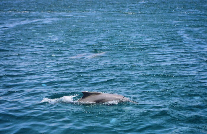 golfinho-corcunda-do-atlantico