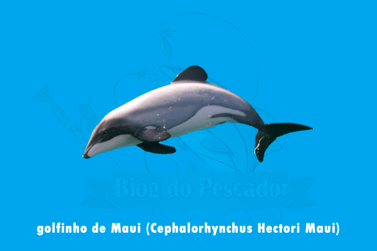 golfinho de maui (cephalorhynchus Hectori Maui)