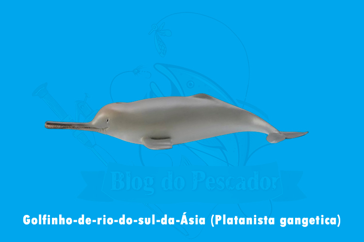 golfinho-de-rio-do-sul-da-asia (platanista gangetica)