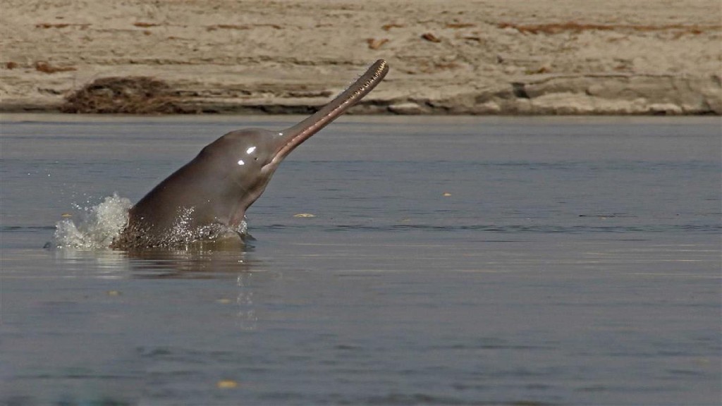 golfinho-de-rio-do-sul-da-asia
