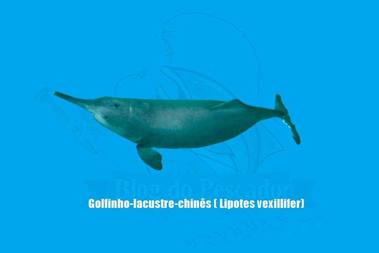 golfinho-lacustre-chines ( lipotes vexillifer)