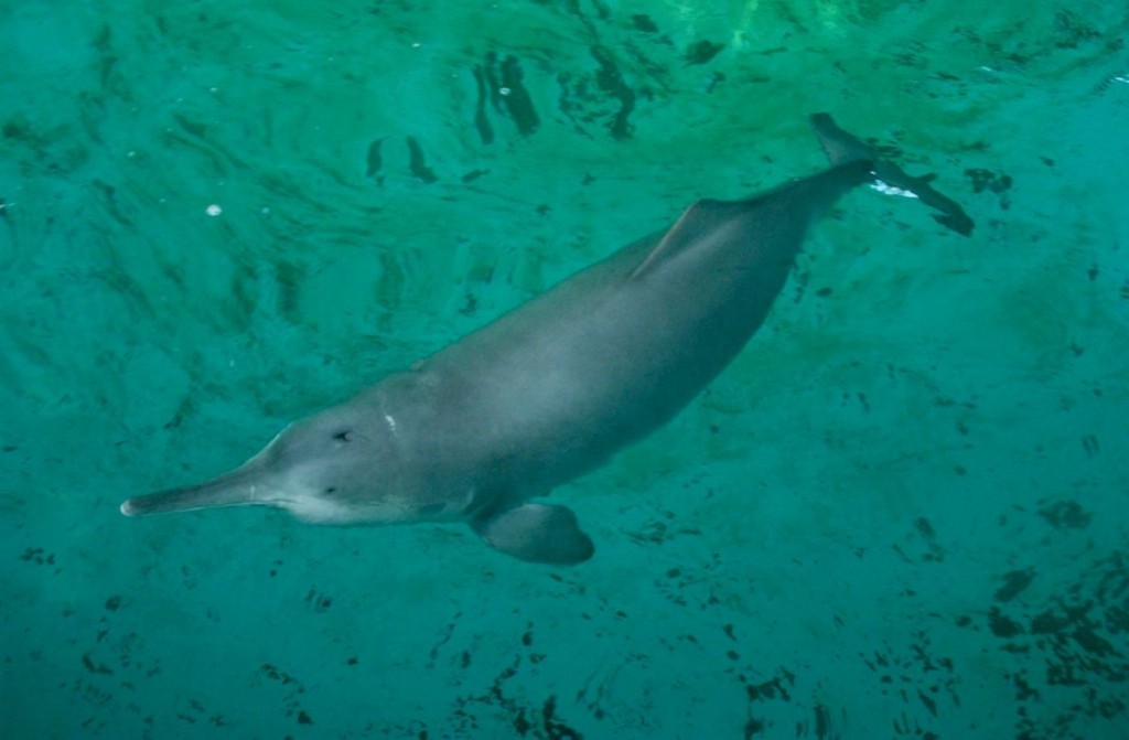  golfinho-lacustre-chinês 