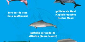 golfinhos em ameacas de extincao