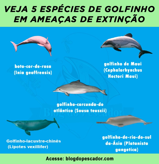 golfinhos em ameacas de extincao