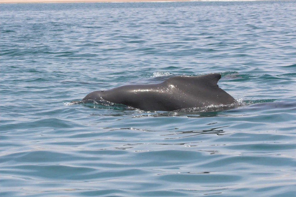 habitat do golfinho-corcunda-do-atlantico