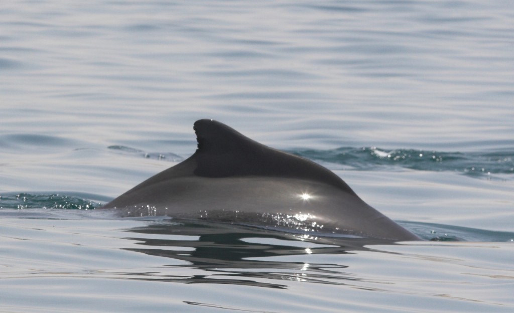 onde encontrar o golfinho-corcunda-do-atlantico