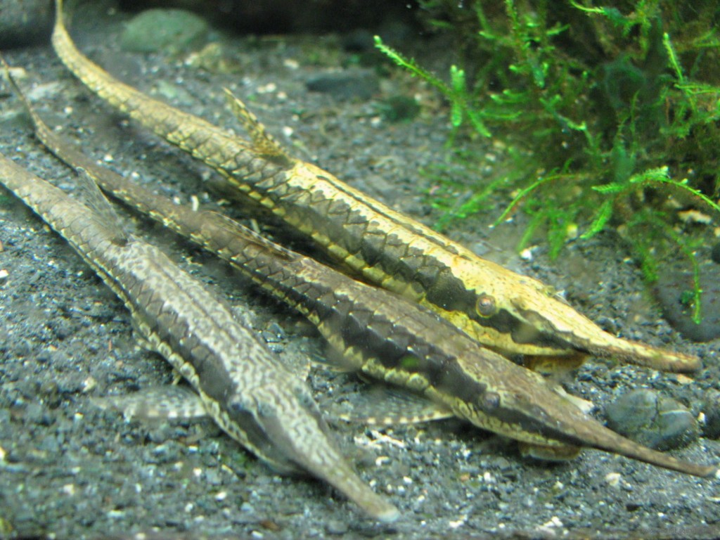 peixe galho habitat