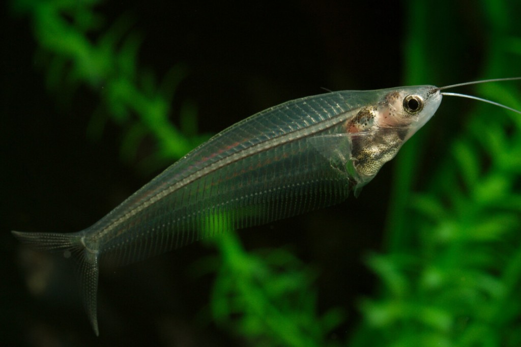peixe gato de vidro