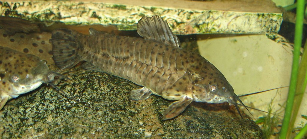 peixe tamata-branco