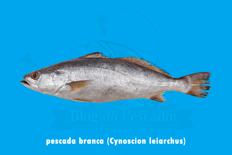 pescada branca ( cynoscion leiarchus)